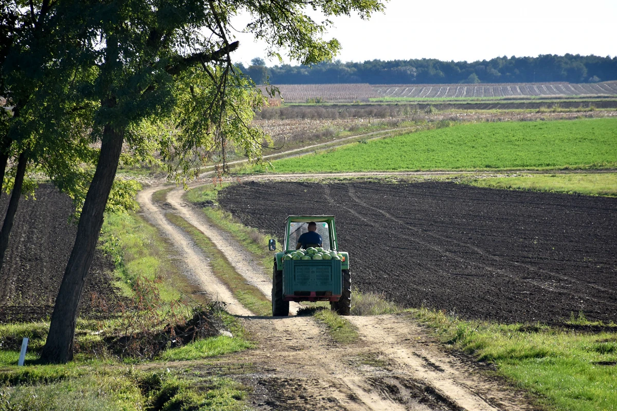 Ciganovići iz Alilovaca: Uzorna obitelj proizvođača kupusa koja spaja tradiciju i suvremenu tehnologiju