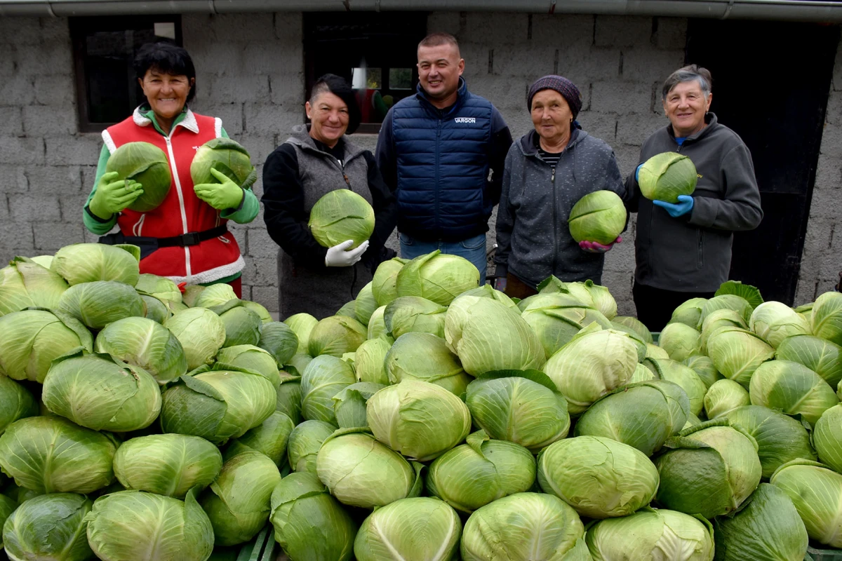 Ciganovići iz Alilovaca: Uzorna obitelj proizvođača kupusa koja spaja tradiciju i suvremenu tehnologiju