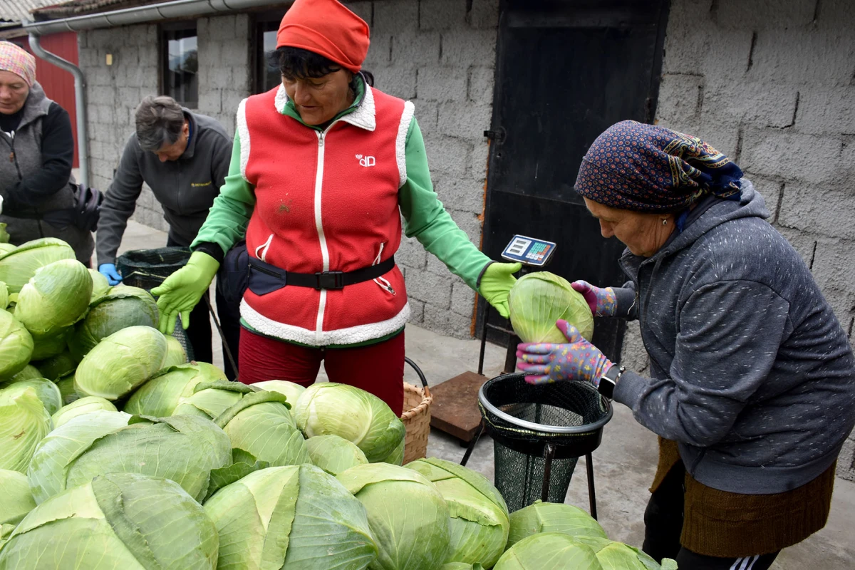 Ciganovići iz Alilovaca: Uzorna obitelj proizvođača kupusa koja spaja tradiciju i suvremenu tehnologiju