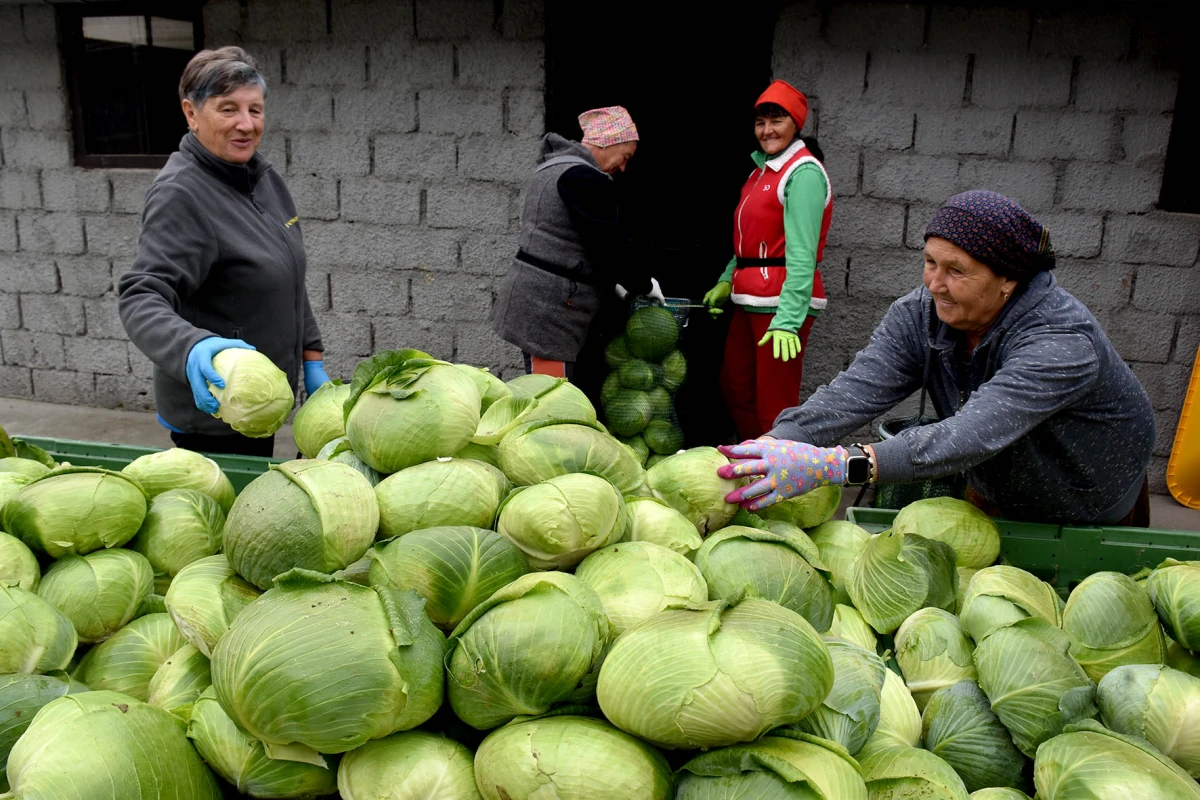 Ciganovići iz Alilovaca: Uzorna obitelj proizvođača kupusa koja spaja tradiciju i suvremenu tehnologiju