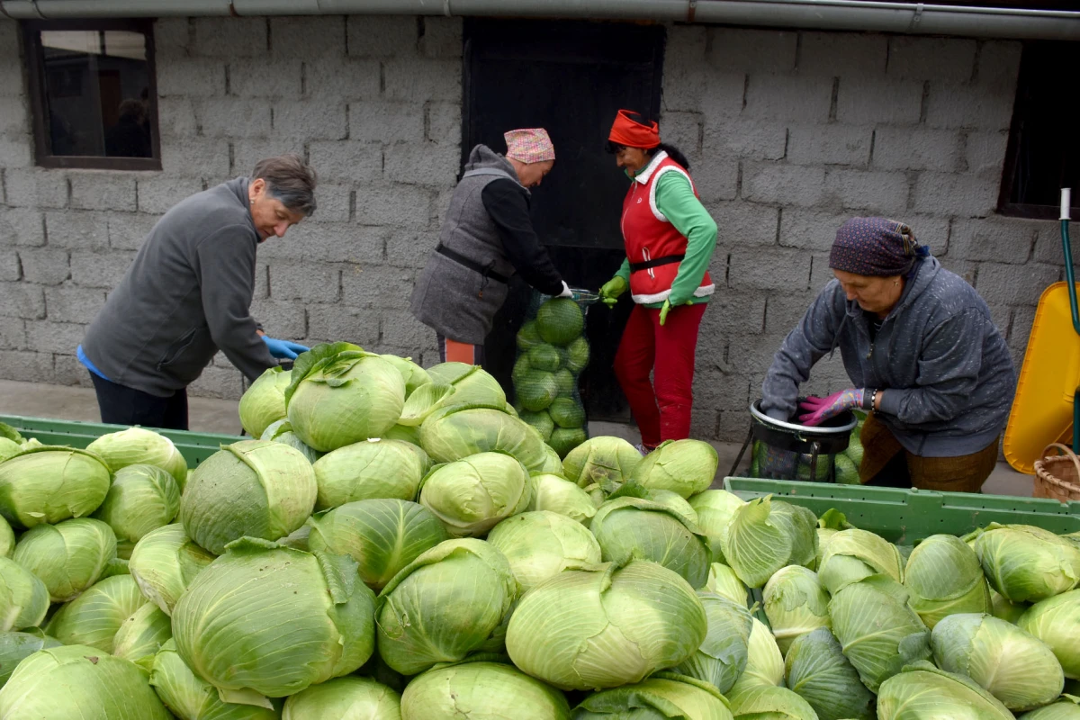 Ciganovići iz Alilovaca: Uzorna obitelj proizvođača kupusa koja spaja tradiciju i suvremenu tehnologiju