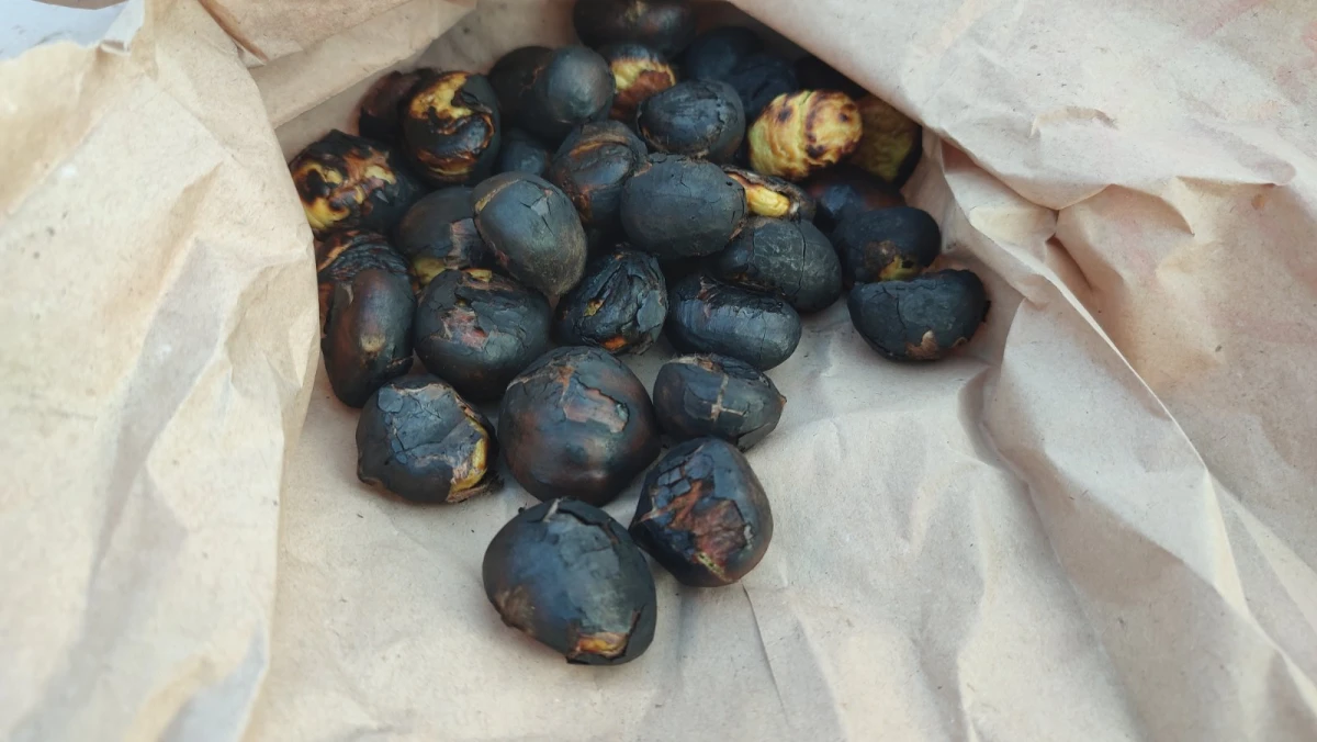 Planinari požeškog Sokolovca kušali kestene na Banovini