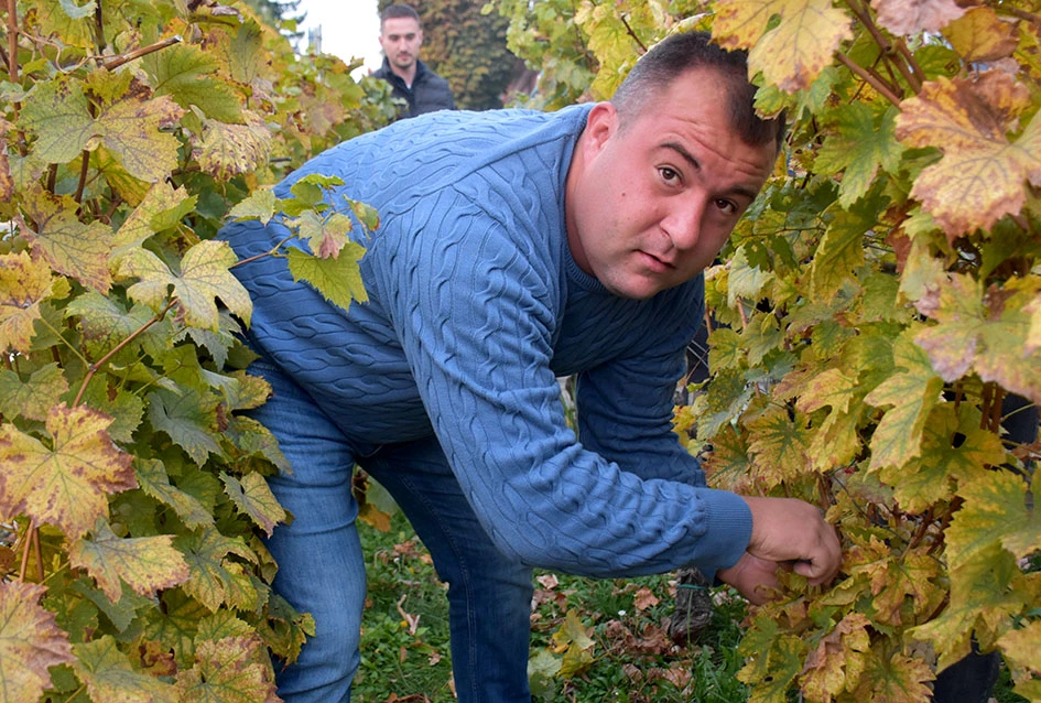 Graševina s Trga: Svečani završetak berbe u srcu Kutjeva na kojoj je za novog vincilira izabran Ante Paulić