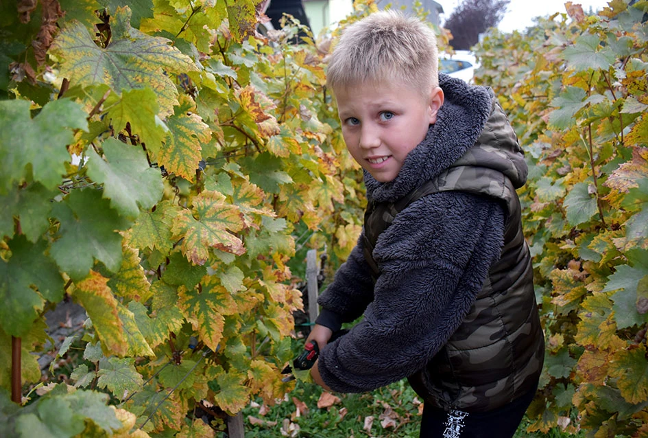 Graševina s Trga: Svečani završetak berbe u srcu Kutjeva na kojoj je za novog vincilira izabran Ante Paulić