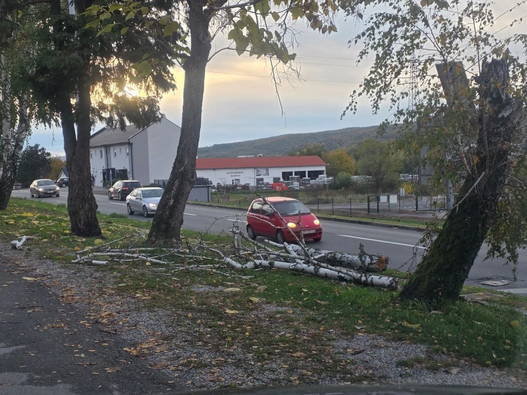 Krhke breze nisu izdržale