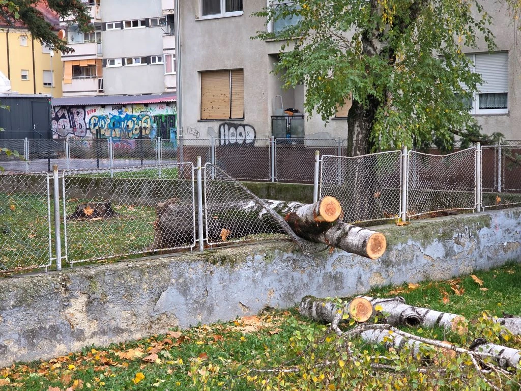 Krhke breze nisu izdržale