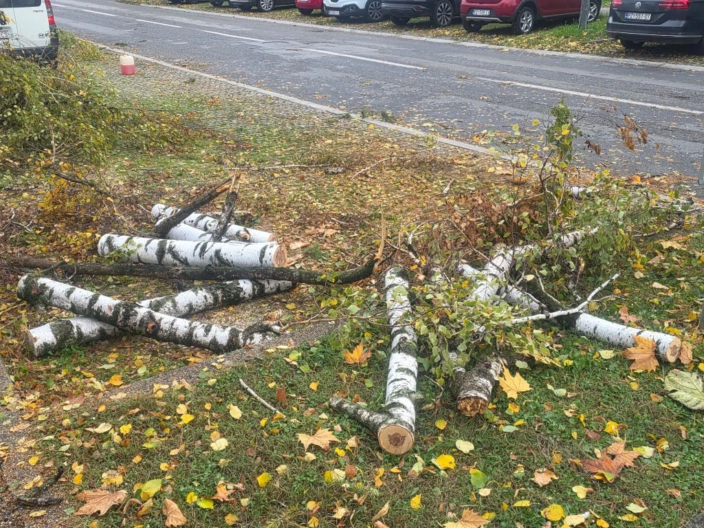 Krhke breze nisu izdržale