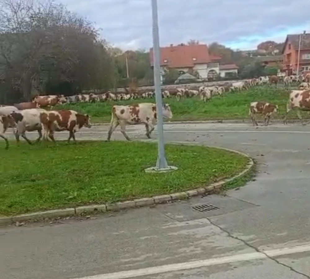 Kravice u šetnji Sajmištem