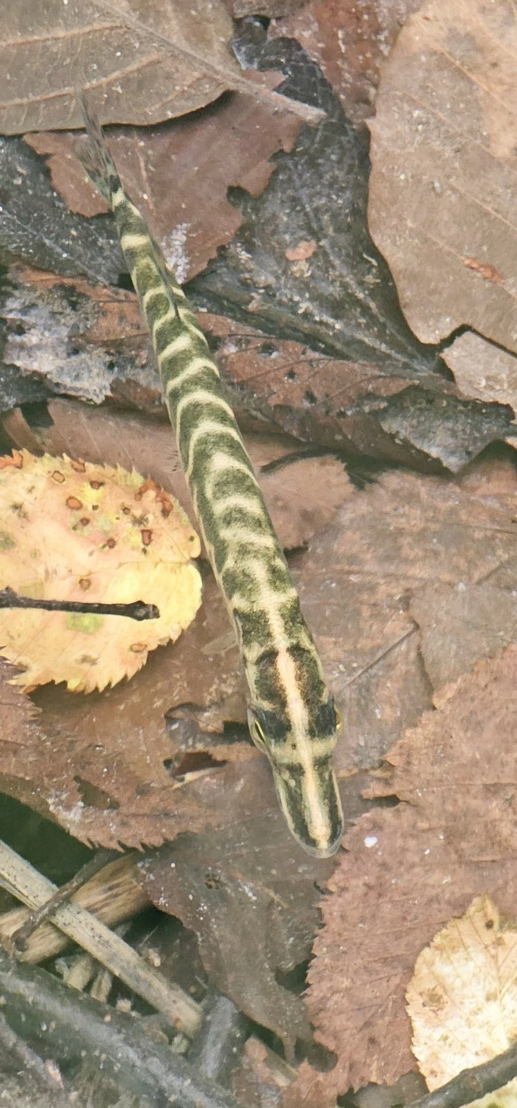 Studijsko putovanje Požežana po znamenitostima plitvičkog kraja