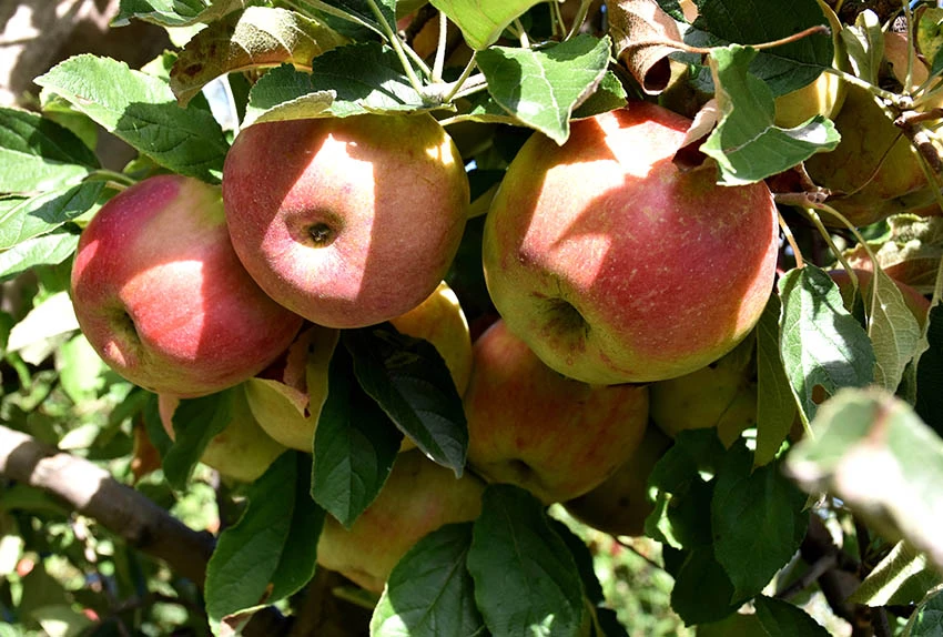 Božo – voćar koji ne poznaje mirovinu