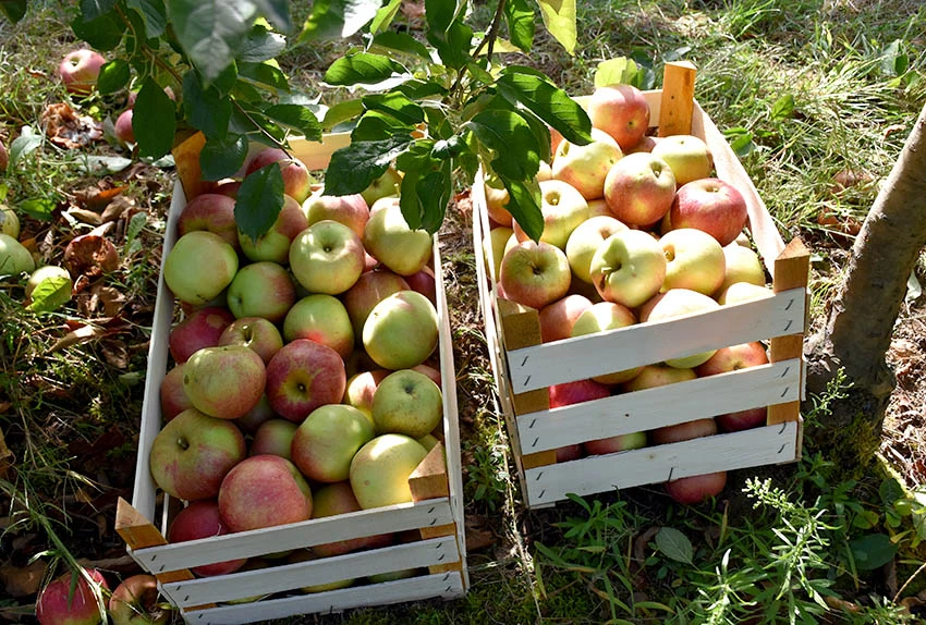 Božo – voćar koji ne poznaje mirovinu