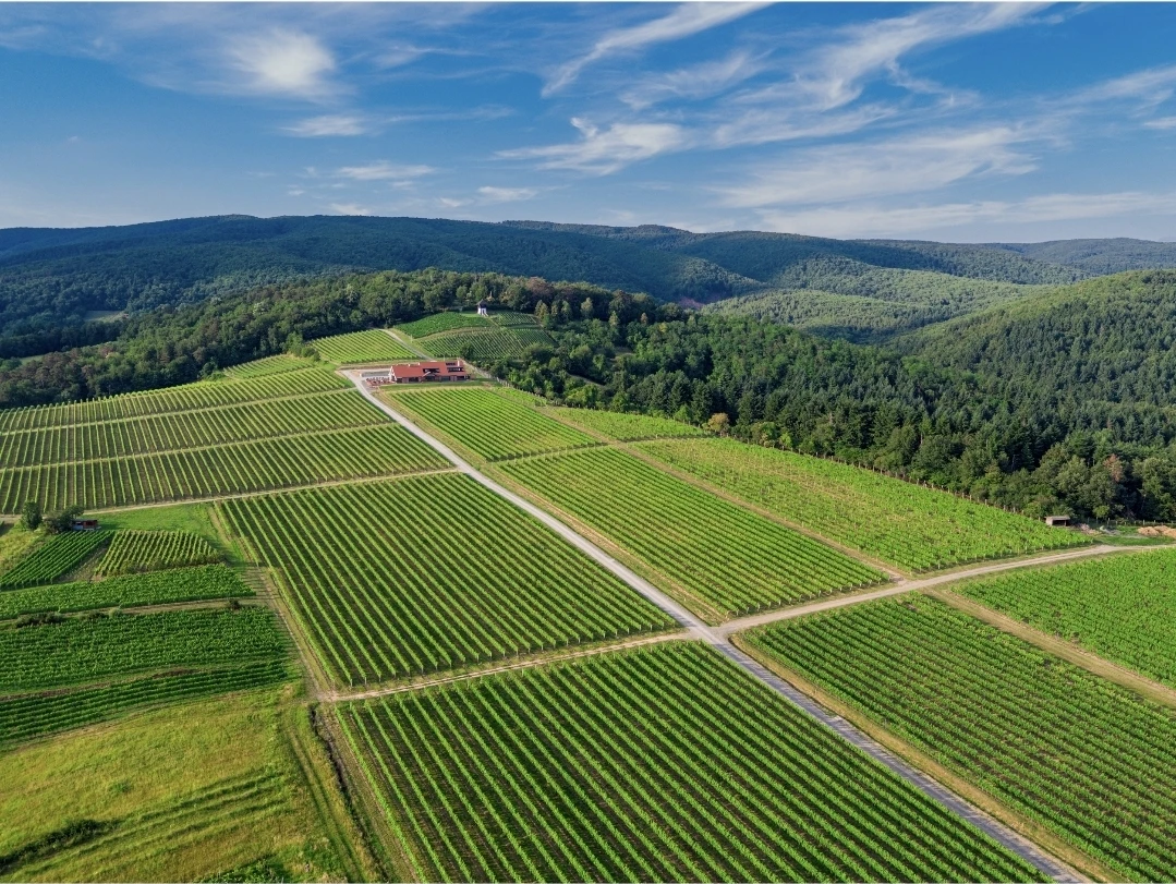 Blagdanski domjenci u Slavonskoj kući Vinkomir
