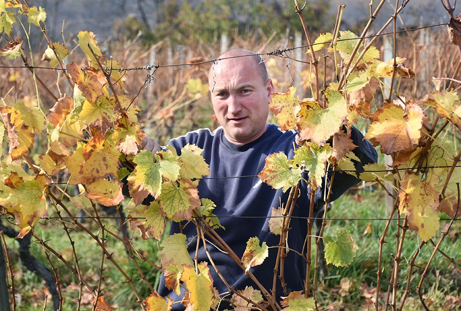 Priča o obitelji Pamuklić: Vinograd koji spaja generacije