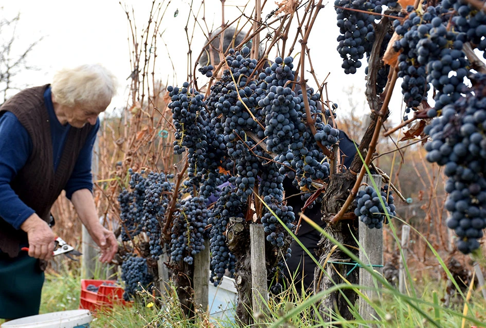 Matić i Škoro u Mitrovcu ubrali dragocjenu kasnu berbu koja najavljuje vrhunsko vino