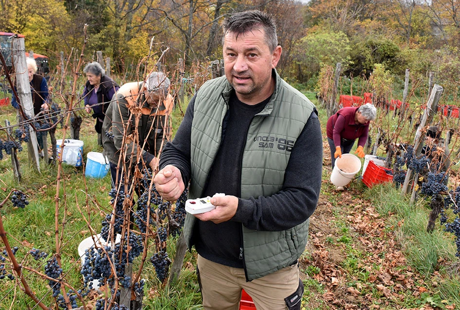 Matić i Škoro u Mitrovcu ubrali dragocjenu kasnu berbu koja najavljuje vrhunsko vino