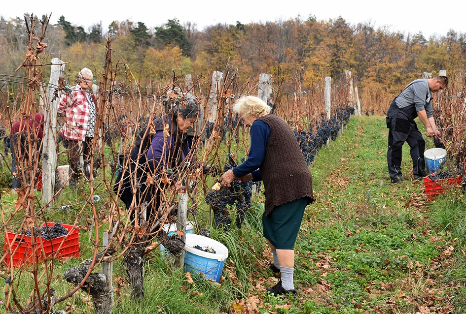 Matić i Škoro u Mitrovcu ubrali dragocjenu kasnu berbu koja najavljuje vrhunsko vino
