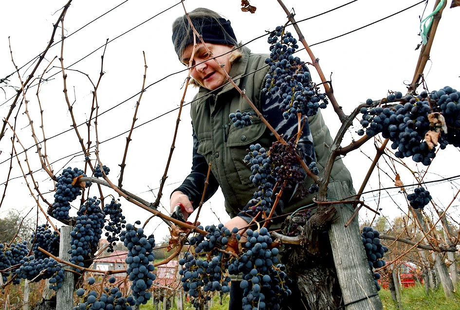 Matić i Škoro u Mitrovcu ubrali dragocjenu kasnu berbu koja najavljuje vrhunsko vino