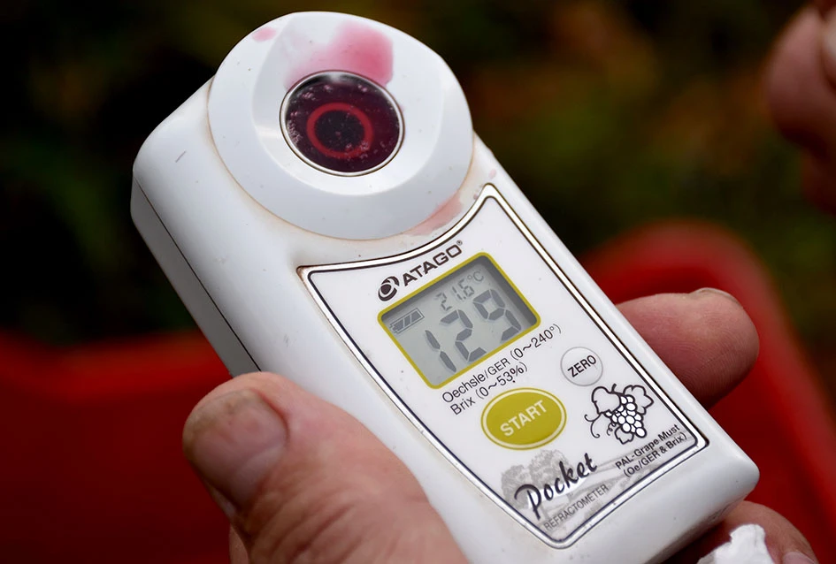 Matić i Škoro u Mitrovcu ubrali dragocjenu kasnu berbu koja najavljuje vrhunsko vino