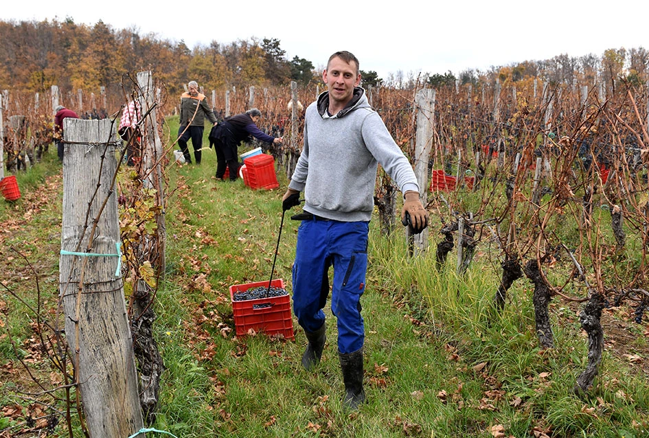 Matić i Škoro u Mitrovcu ubrali dragocjenu kasnu berbu koja najavljuje vrhunsko vino