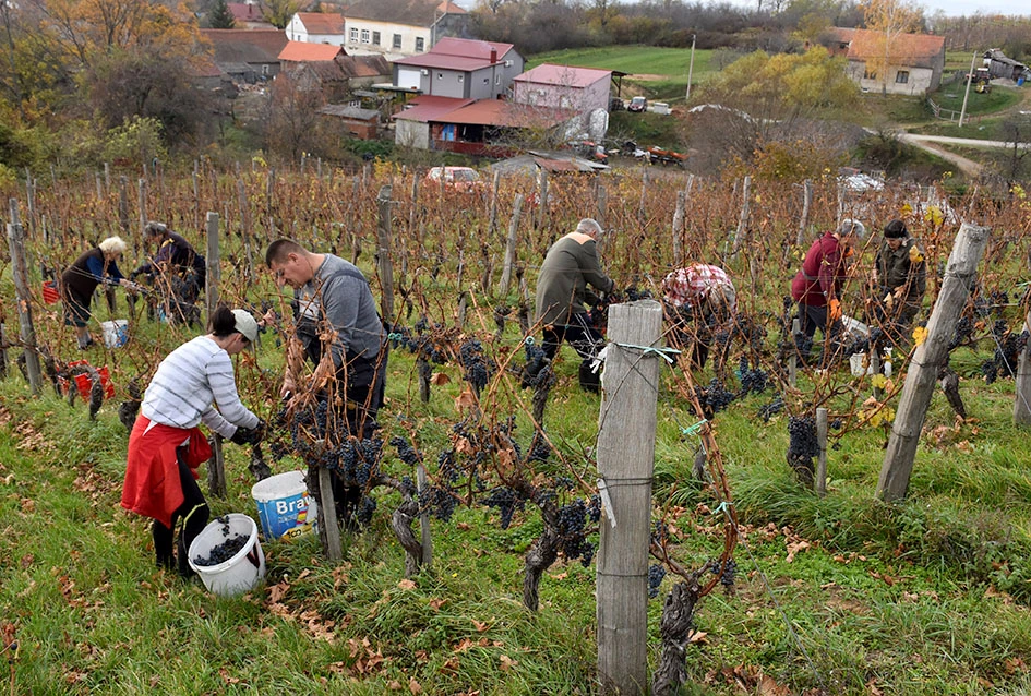 Matić i Škoro u Mitrovcu ubrali dragocjenu kasnu berbu koja najavljuje vrhunsko vino