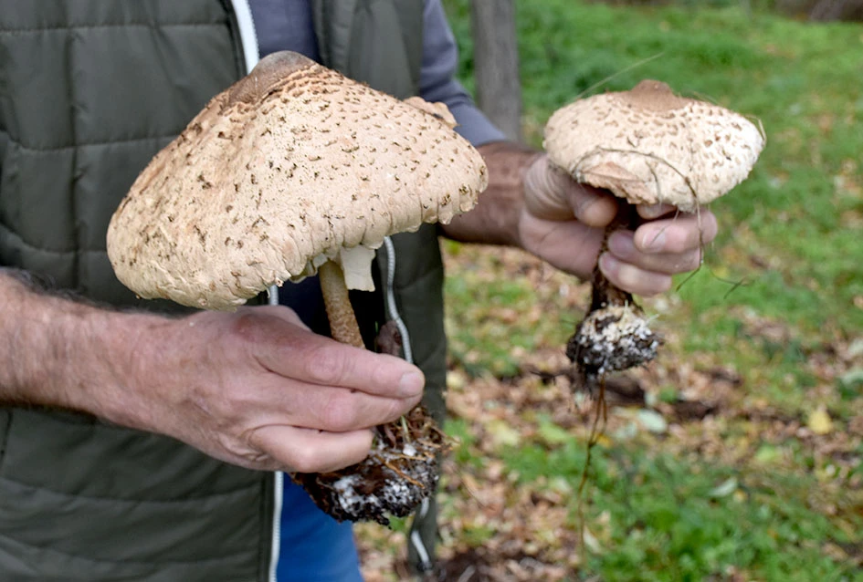 Jeseni u Dragi: Obitelj Ostojić sezonu gljiva zatvara uz pohane ’purane’ i kapljicu graševine