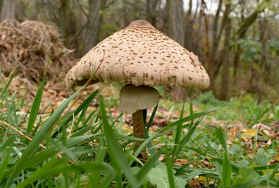 Jeseni u Dragi: Obitelj Ostojić sezonu gljiva zatvara uz pohane ’purane’ i kapljicu graševine