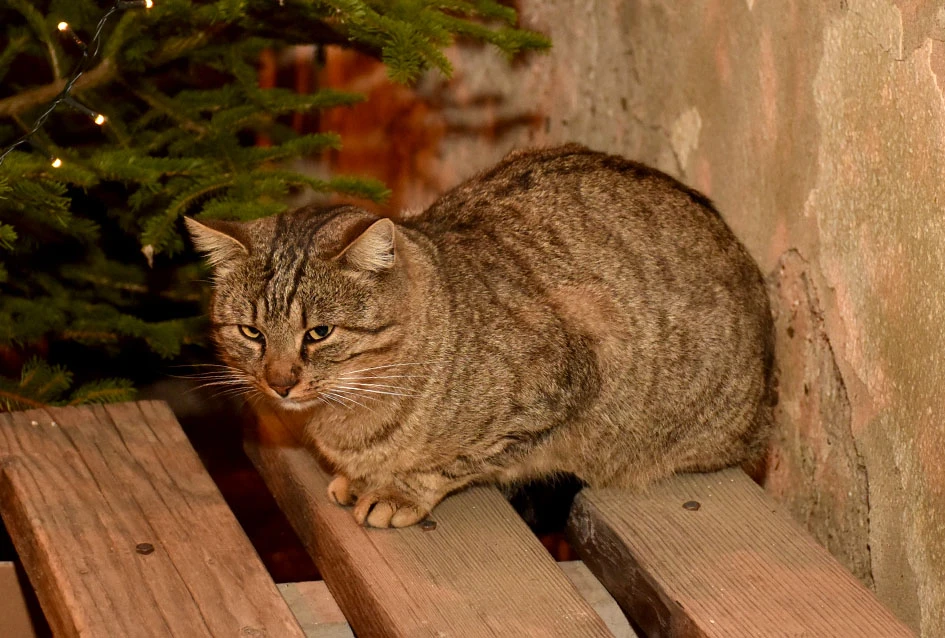 Prvi ’Advent u Vilić selu’ oduševio mještane i goste, Radošić: ’Ovo može biti dobar primjer i drugim malim sredinama’