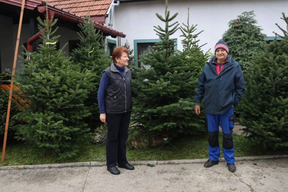 Obitelj Štimac prodaje tri vrste božićnih drvaca na dvije požeške lokacije