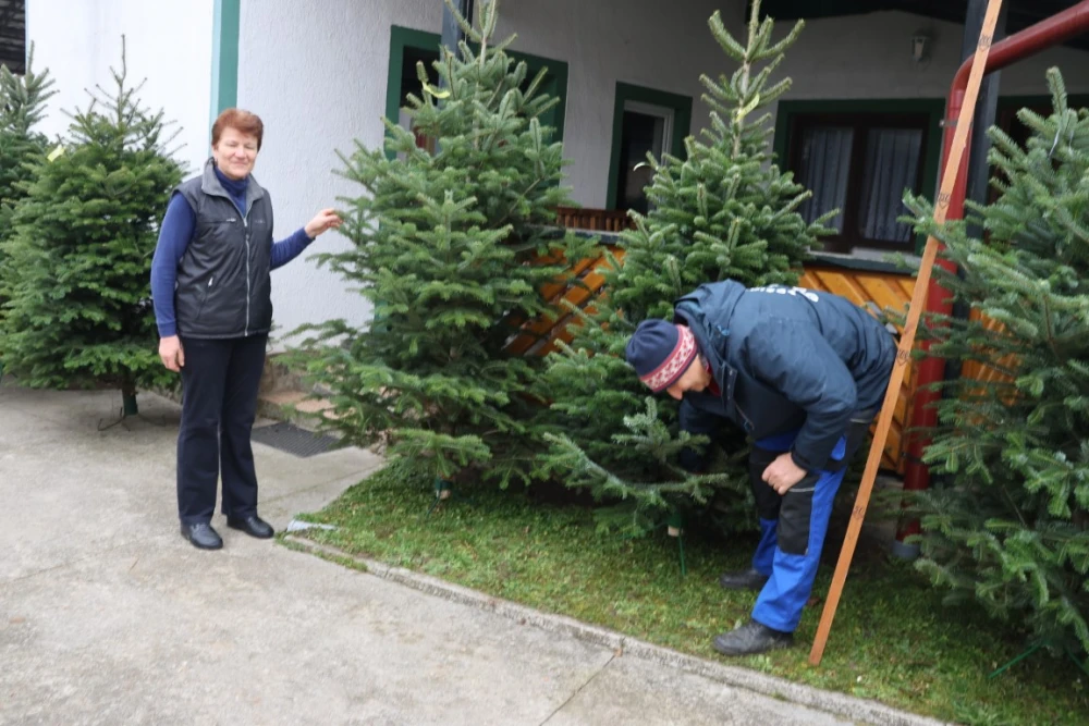 Obitelj Štimac prodaje tri vrste božićnih drvaca na dvije požeške lokacije