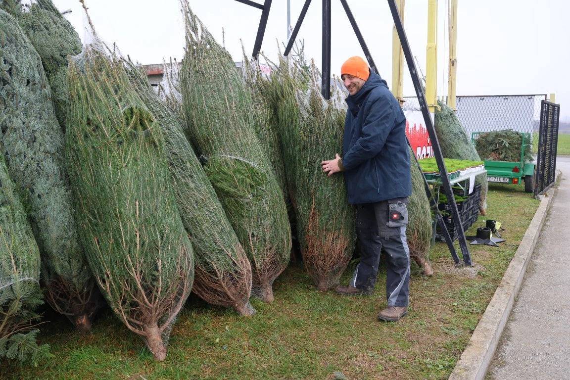 Obitelj Štimac prodaje tri vrste božićnih drvaca na dvije požeške lokacije