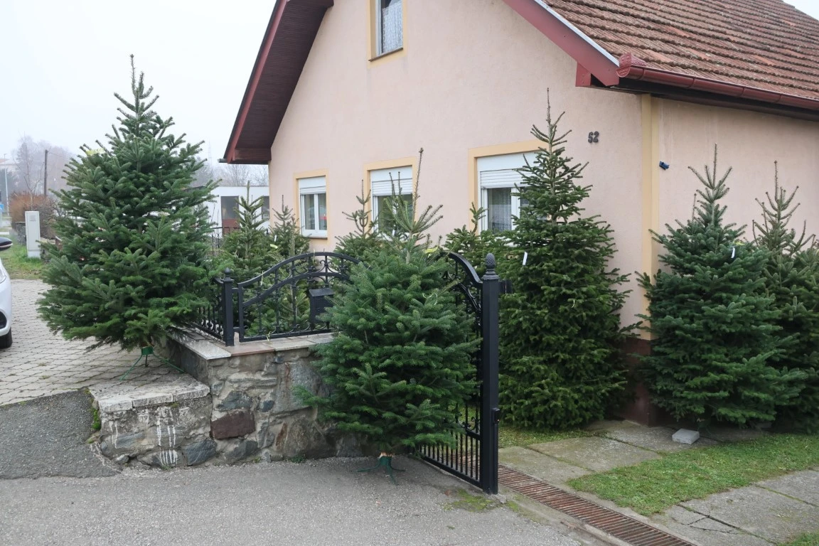 Obitelj Štimac prodaje tri vrste božićnih drvaca na dvije požeške lokacije