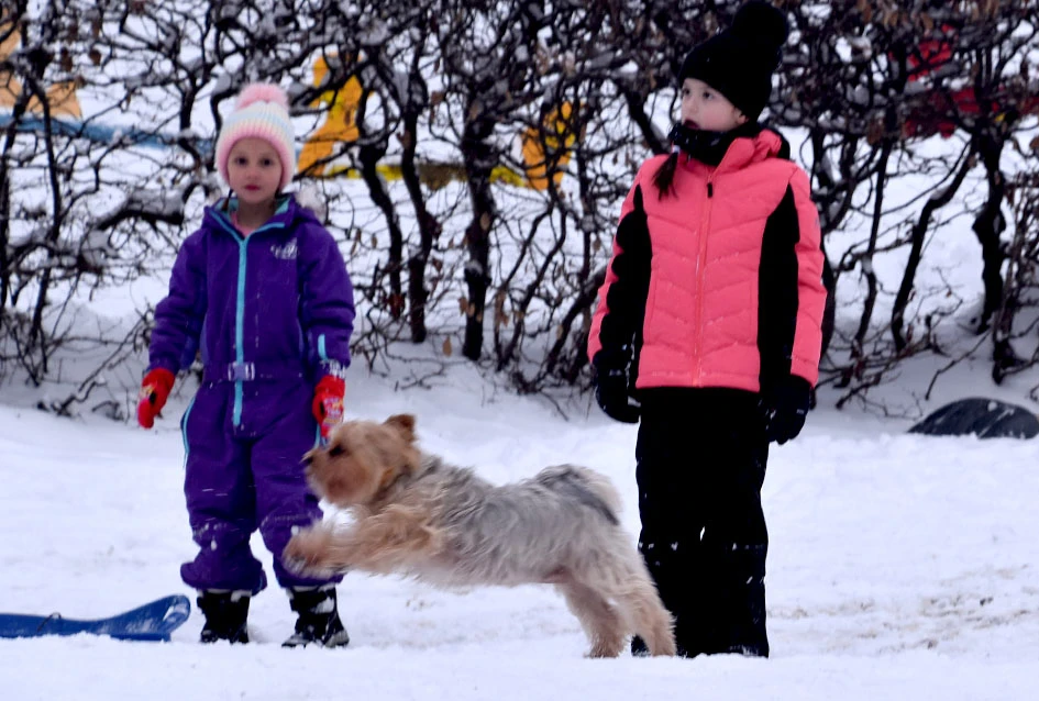 Zimske radosti na Tekiji: Padine Požeške gore preplavili sanjkaši svih uzrasta
