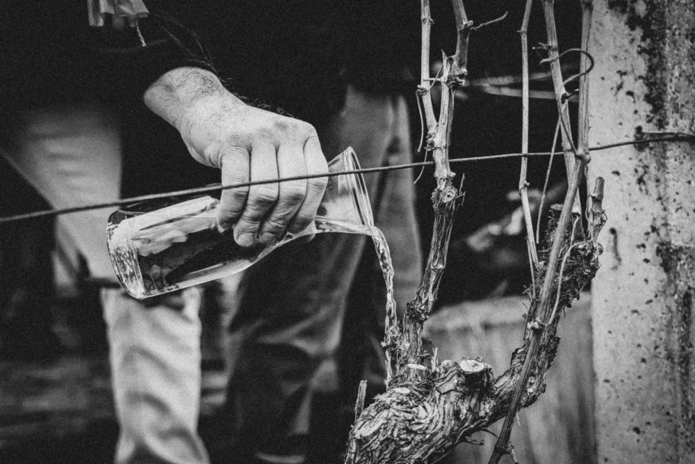 Od svetog Vinka do veselja u vinogradu