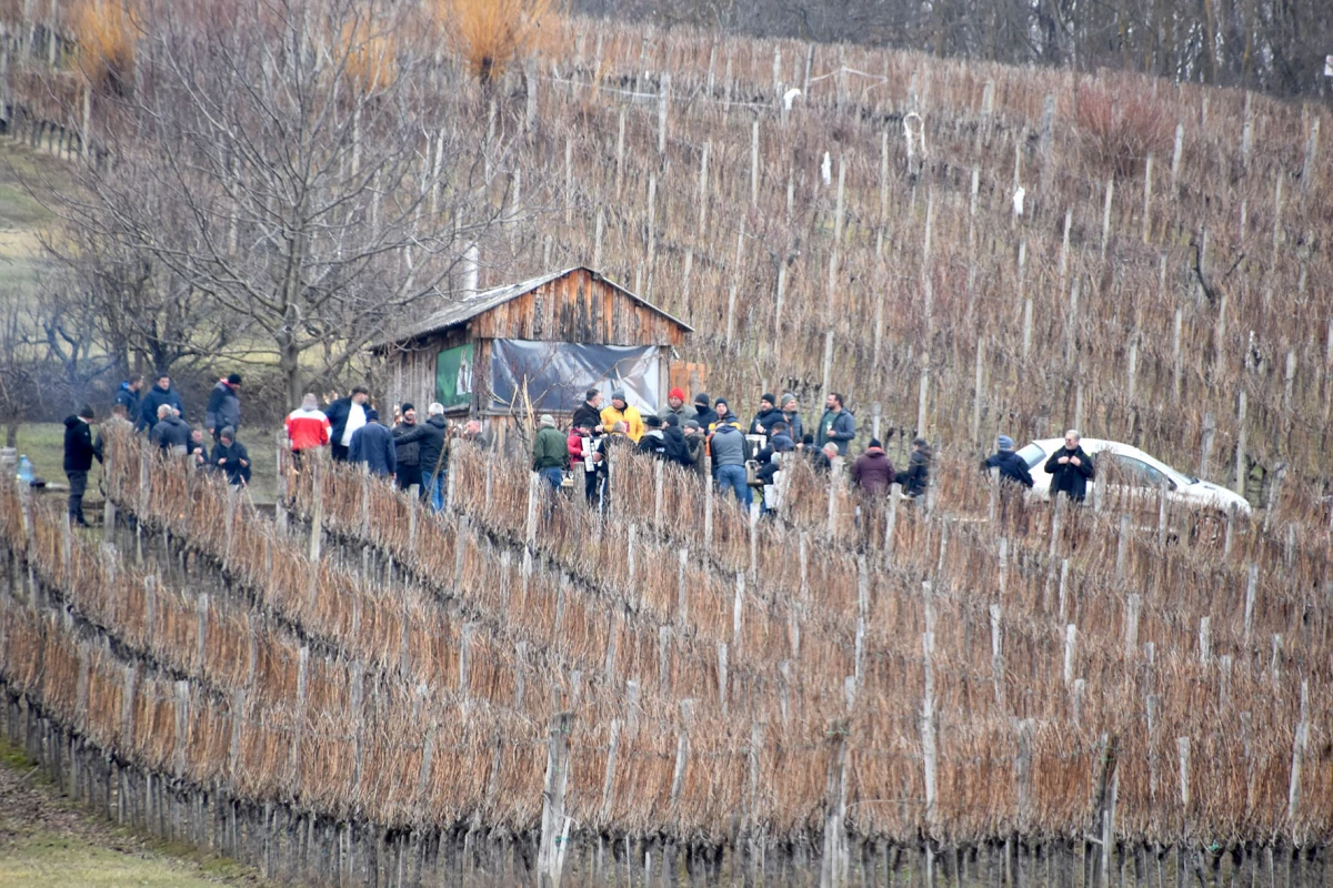 TRADICIJA NA VINKOMIRU: Proslava Vincelova u vinogradu obitelji Majstorović