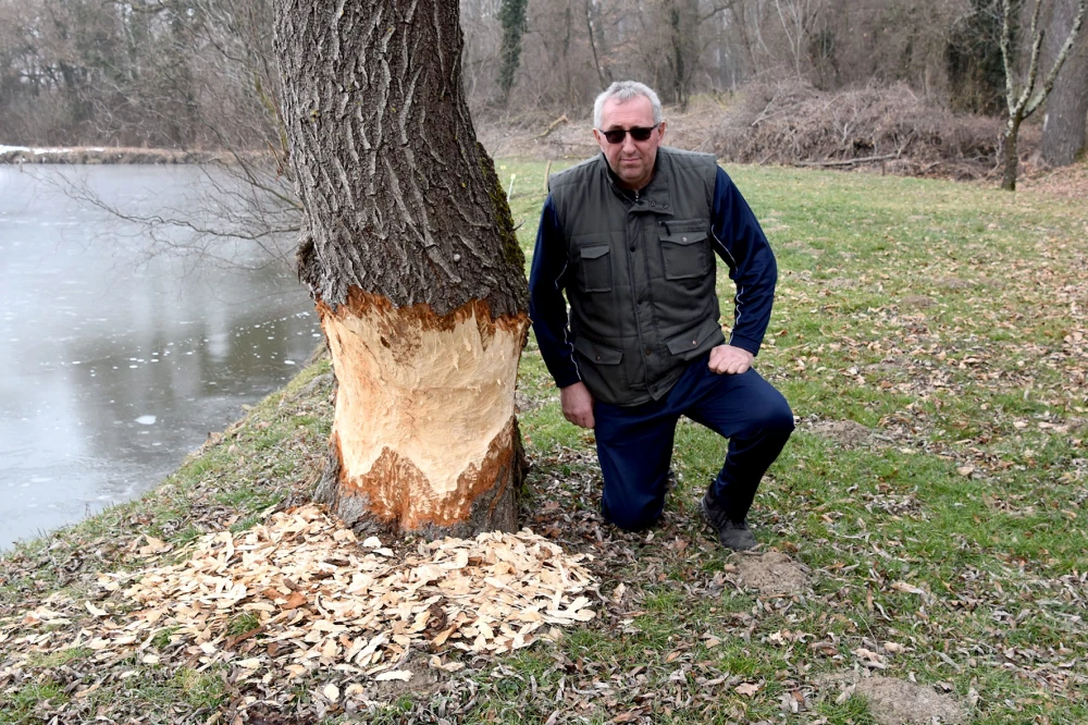 Neobični stanari stvaraju probleme: Dabrovi „okupirali“ ribnjak u Eminovcima, šteta se mjeri u tisućama eura