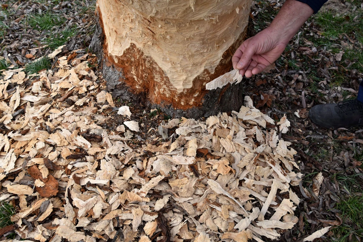 Neobični stanari stvaraju probleme: Dabrovi „okupirali“ ribnjak u Eminovcima, šteta se mjeri u tisućama eura