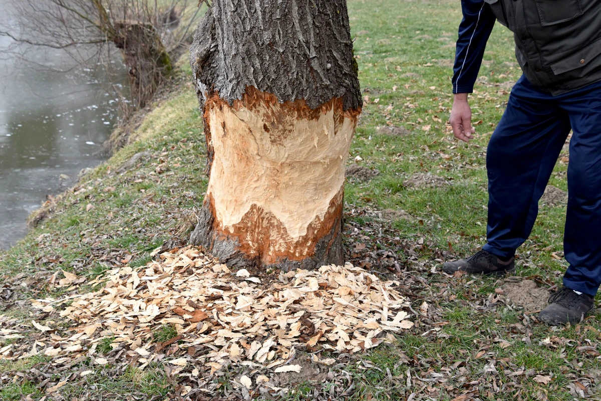 Neobični stanari stvaraju probleme: Dabrovi „okupirali“ ribnjak u Eminovcima, šteta se mjeri u tisućama eura