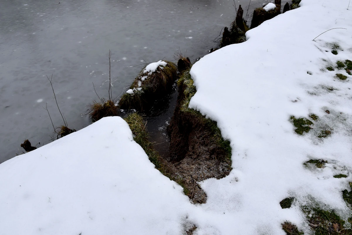 Neobični stanari stvaraju probleme: Dabrovi „okupirali“ ribnjak u Eminovcima, šteta se mjeri u tisućama eura