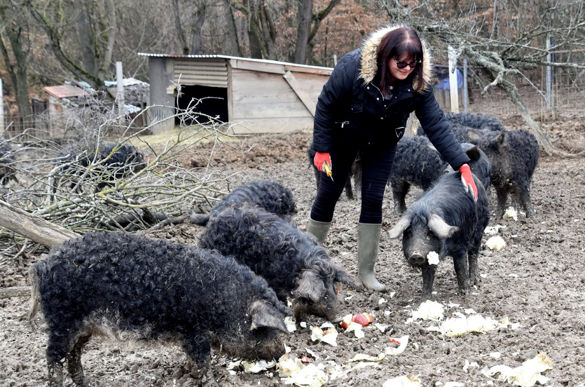 Spoj kista, volana i farme: Obitelj Bošnjak u Lukaču uz osnovne poslove stvorila raj za mangulice