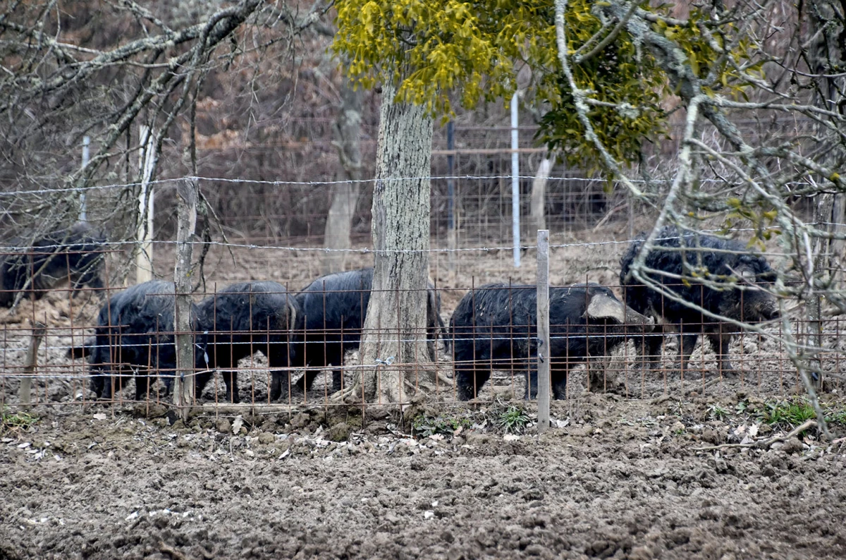 Spoj kista, volana i farme: Obitelj Bošnjak u Lukaču uz osnovne poslove stvorila raj za mangulice