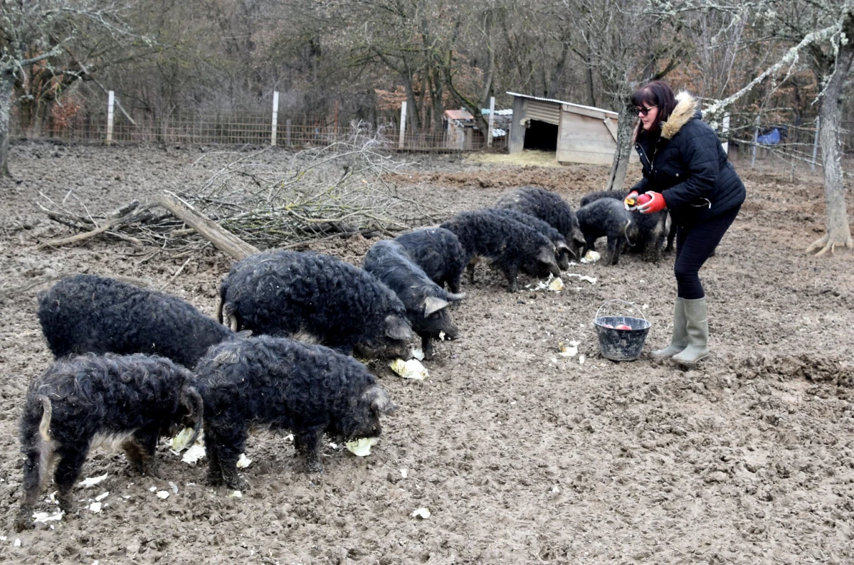 Spoj kista, volana i farme: Obitelj Bošnjak u Lukaču uz osnovne poslove stvorila raj za mangulice