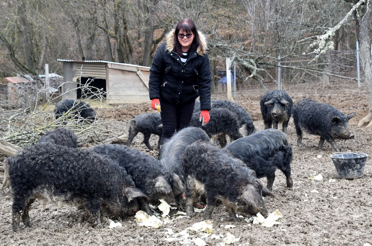 Spoj kista, volana i farme: Obitelj Bošnjak u Lukaču uz osnovne poslove stvorila raj za mangulice
