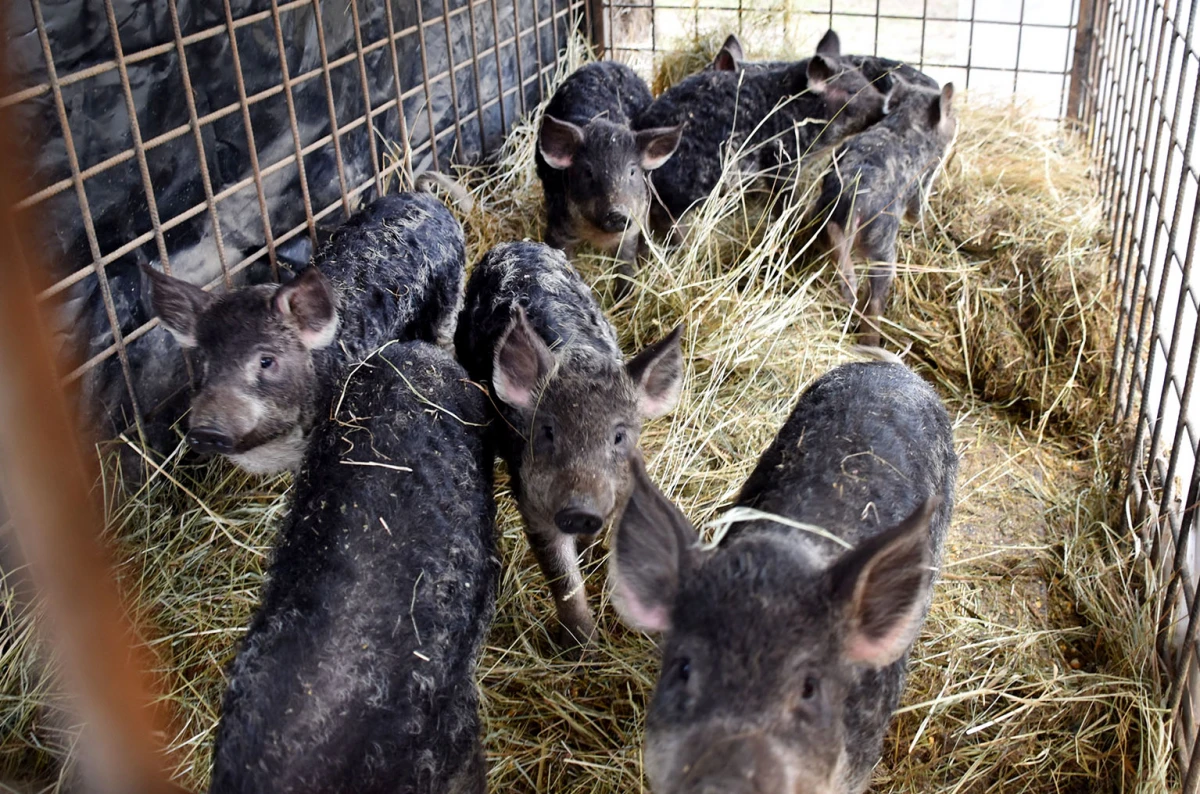 Spoj kista, volana i farme: Obitelj Bošnjak u Lukaču uz osnovne poslove stvorila raj za mangulice