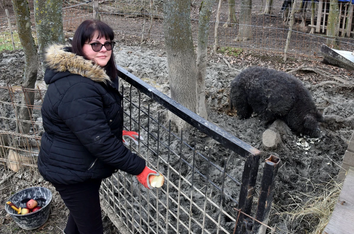 Spoj kista, volana i farme: Obitelj Bošnjak u Lukaču uz osnovne poslove stvorila raj za mangulice
