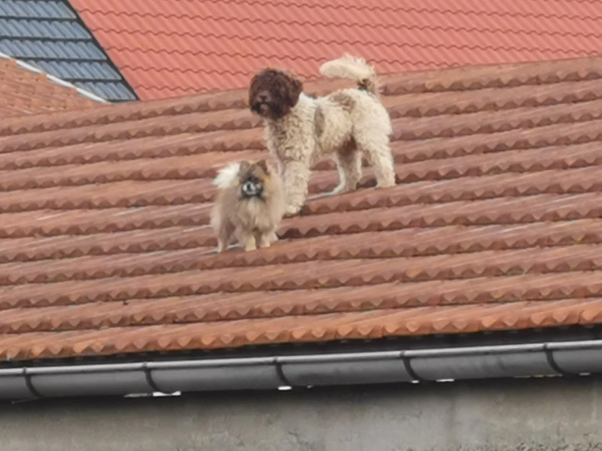 S krova se bolje vidi