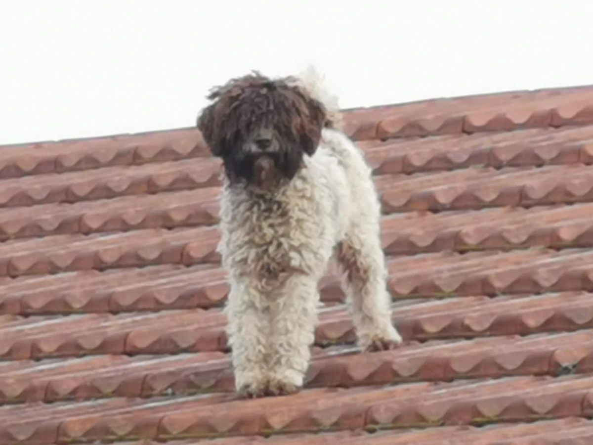 S krova se bolje vidi