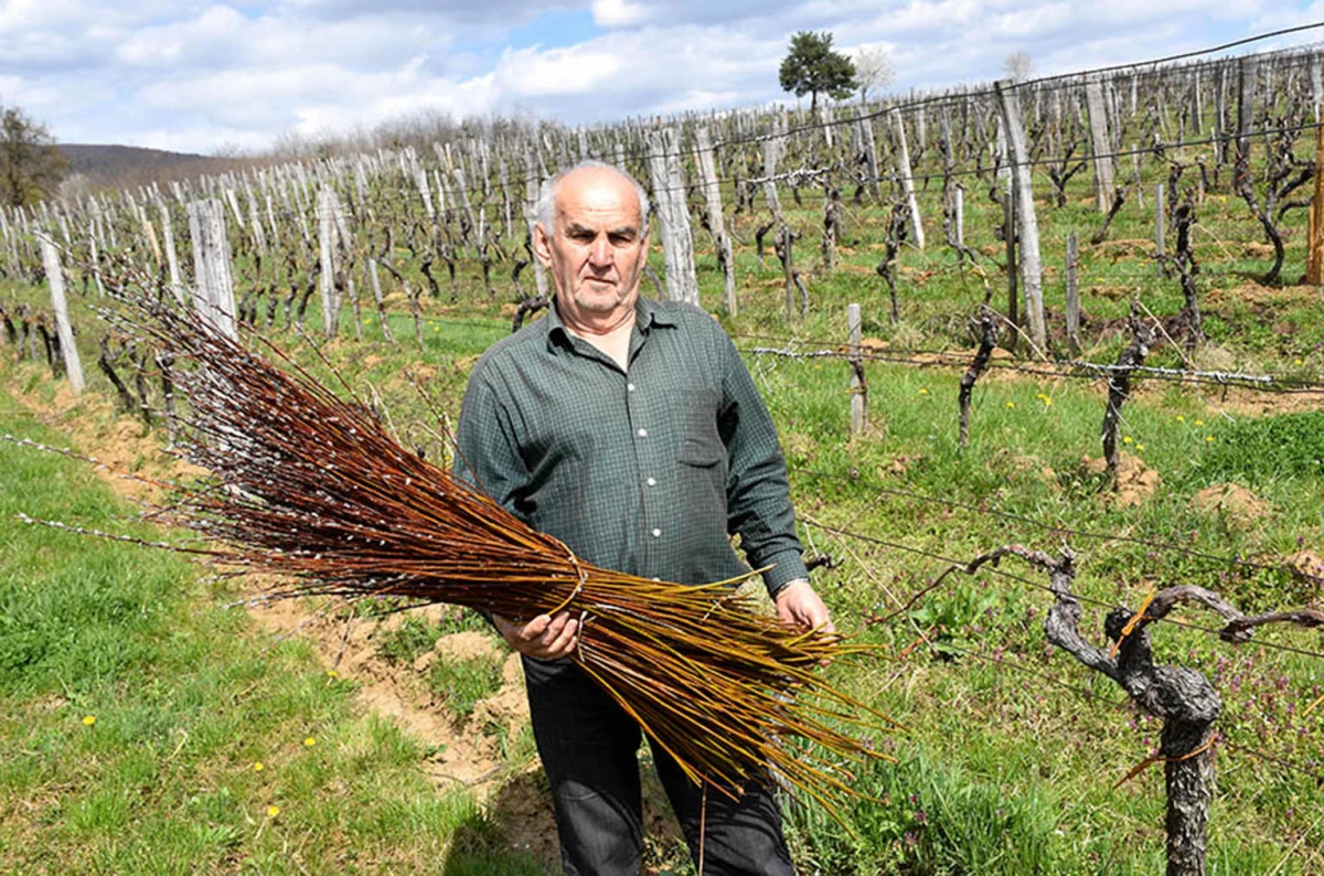 Šumarska duša u kutjevačkom trsu: Ante Miličević stvara vina u dosluhu s prirodom