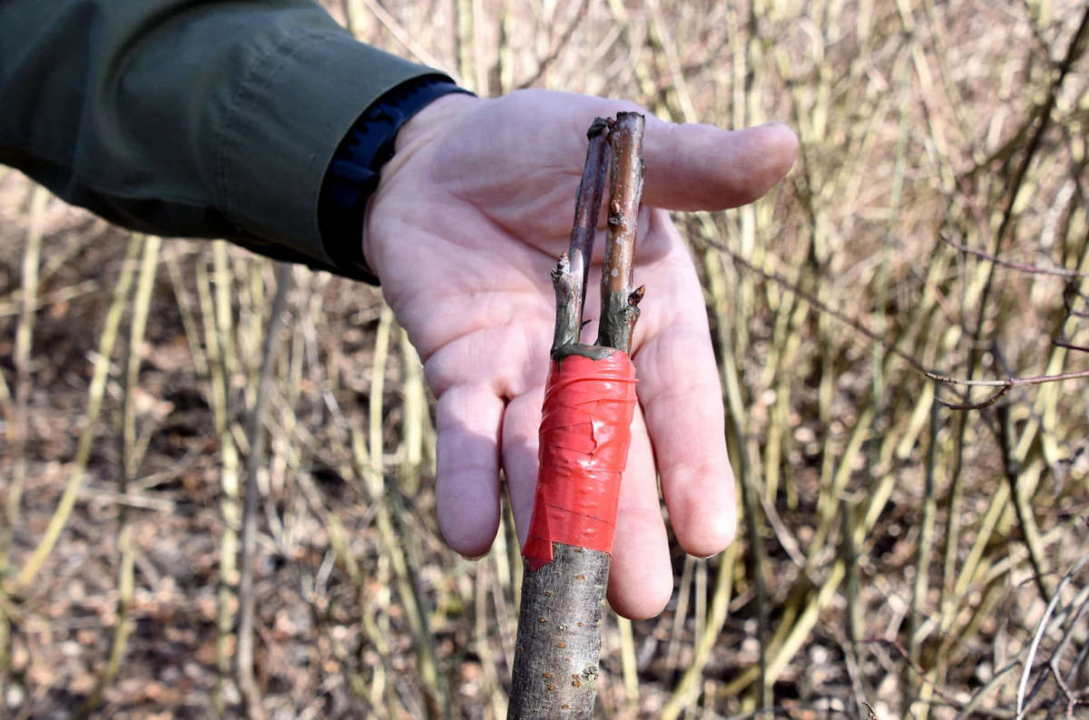 Šumarska duša u kutjevačkom trsu: Ante Miličević stvara vina u dosluhu s prirodom
