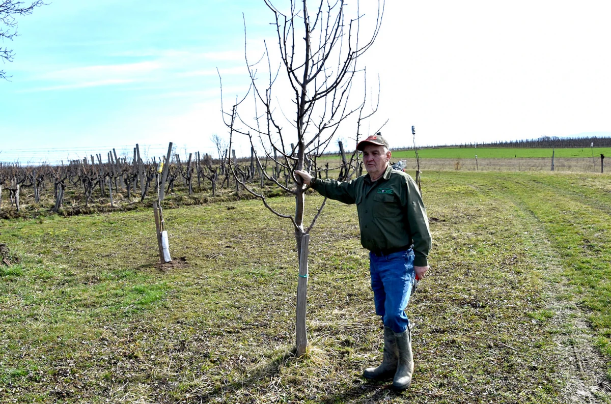 Šumarska duša u kutjevačkom trsu: Ante Miličević stvara vina u dosluhu s prirodom