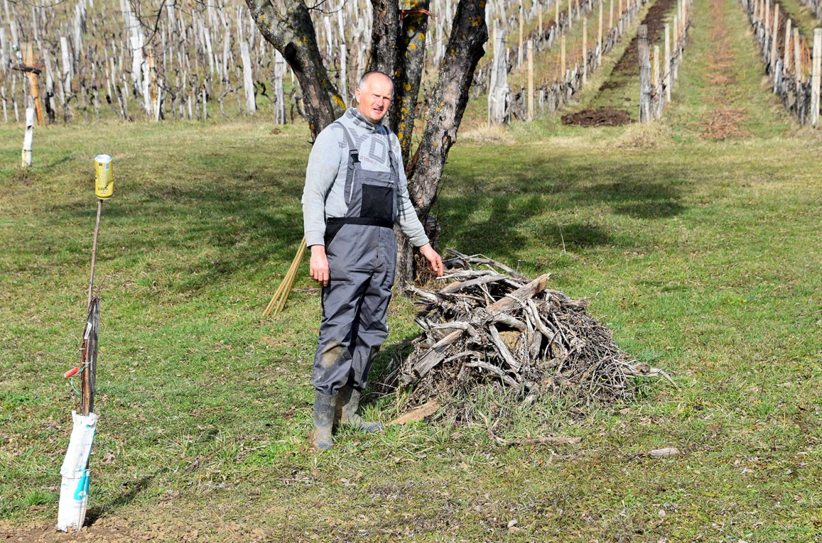 Šumarska duša u kutjevačkom trsu: Ante Miličević stvara vina u dosluhu s prirodom